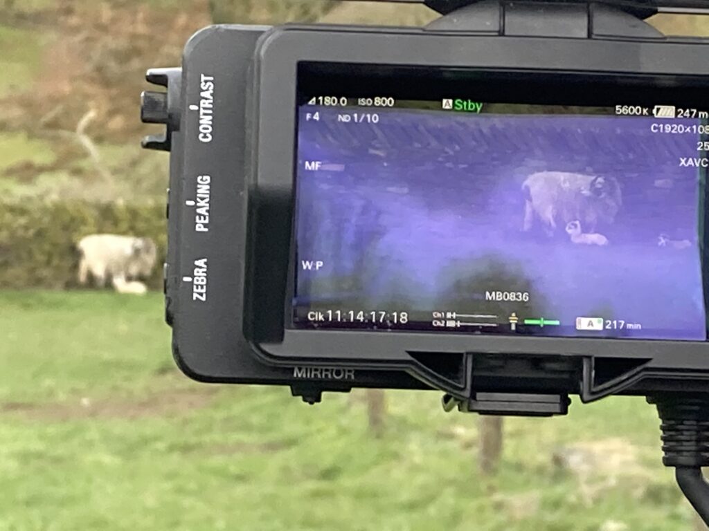 an image of the back of a video camera showing the image of a field that is being filmed for a corporate video production